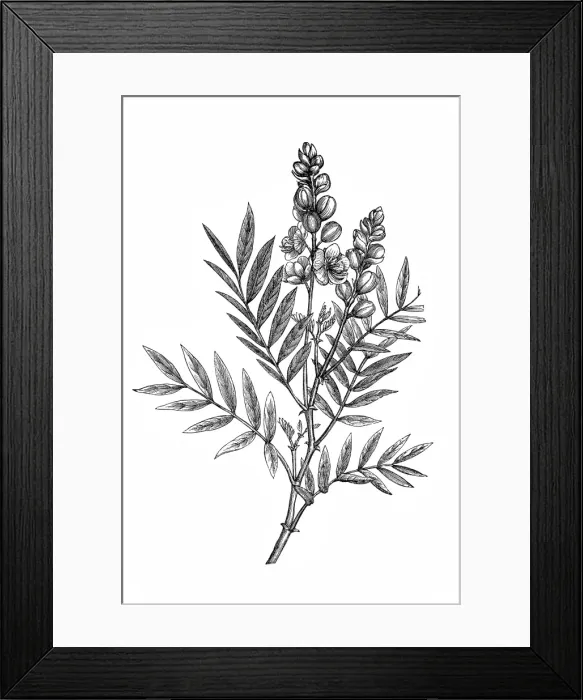 Framed Print : Senna plant Framed Print : Senna plant