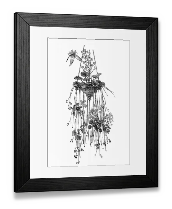 Framed Print : Bergenia crassifolia Framed Print : Bergenia crassifolia