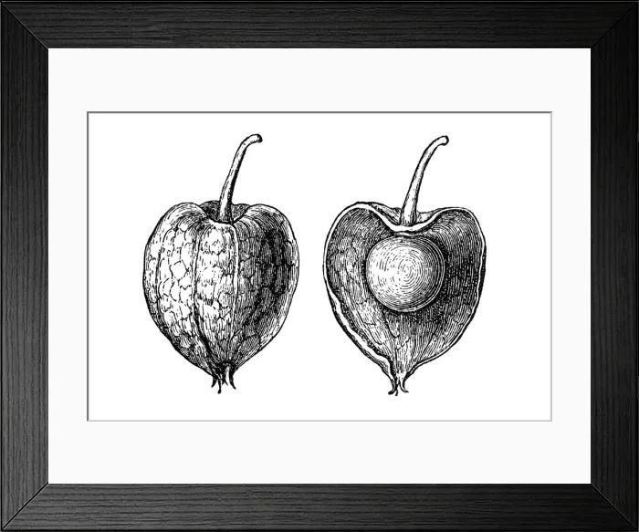 Framed Print : Physalis alkekengi (bladder cherry, Chinese lantern) Framed Print : Physalis alkekengi (bladder cherry, Chinese lantern)