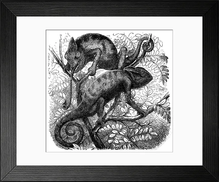 Framed Print : Chameleon (Chamaeleo Chamaeleon)