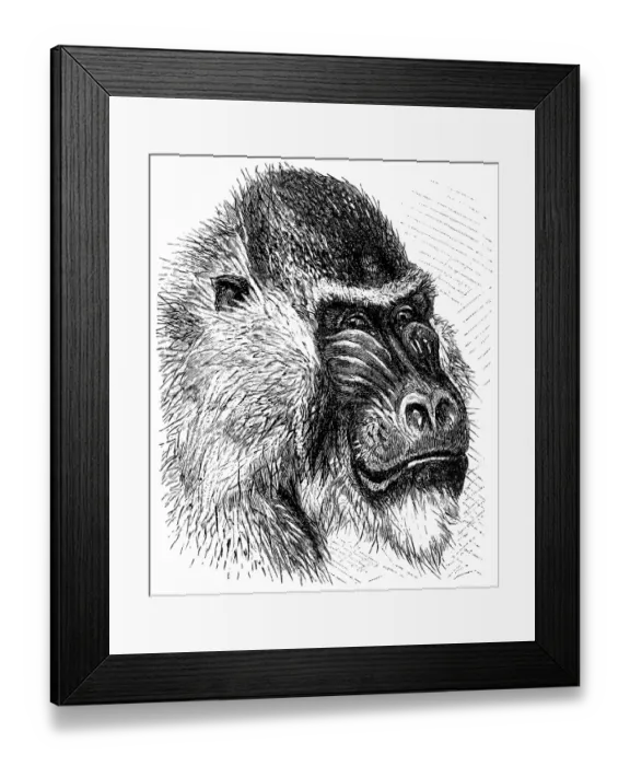 Framed Print : Mandrill (Mandrillus sphinx) Framed Print : Mandrill (Mandrillus sphinx)