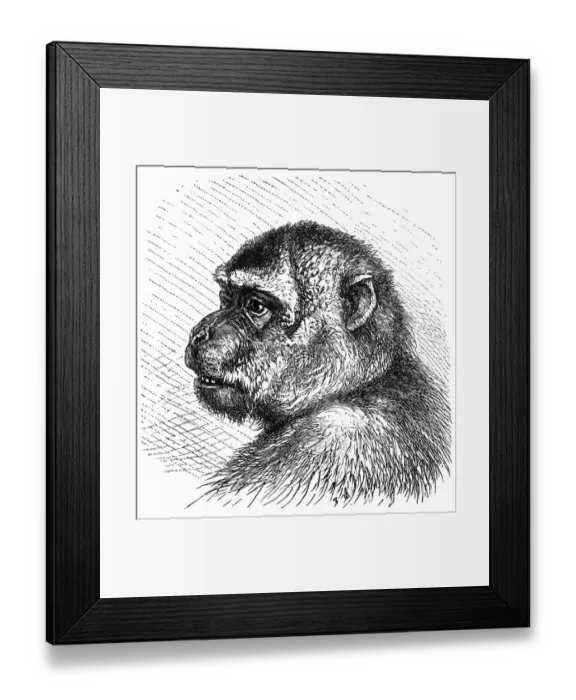 Framed Print : Macaque (Macacus Inuus) Framed Print : Macaque (Macacus Inuus)