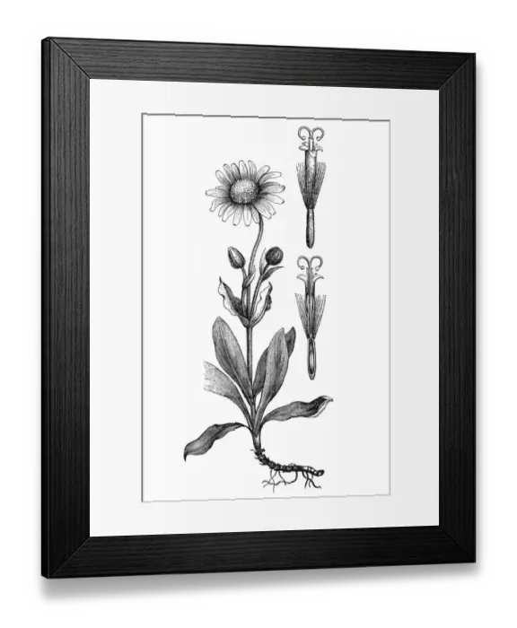 Framed Print : Arnica montana (leopards bane, wolfs bane) Framed Print : Arnica montana (leopards bane, wolfs bane)