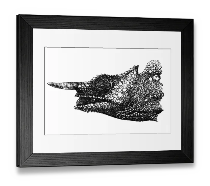 Framed Print : Cameroon sailfin chameleon Framed Print : Cameroon sailfin chameleon