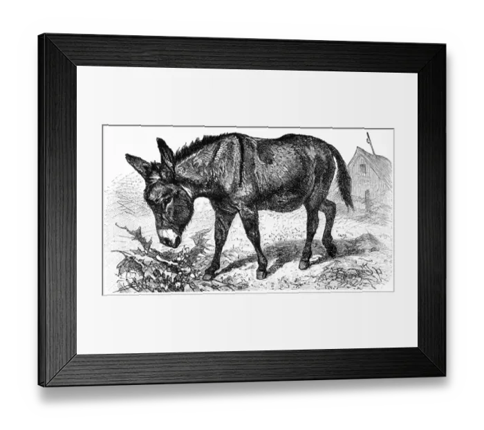 Framed Print : Donkey or Ass (Equus Africanus Asinus) Framed Print : Donkey or Ass (Equus Africanus Asinus)