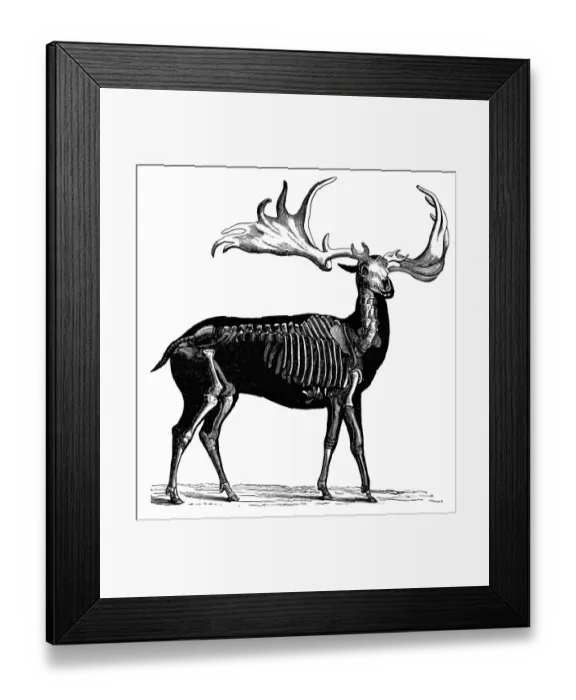 Framed Print : Irish Elk. Antique illustration of Irish Elk Framed Print : Irish Elk. Antique illustration of Irish Elk