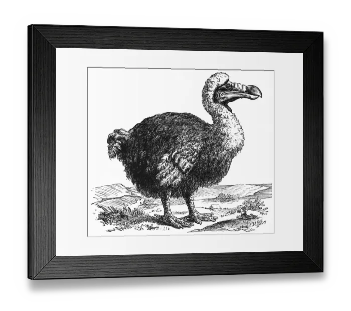 Framed Print : Dodo (Raphus cucullatus) Framed Print : Dodo (Raphus cucullatus)