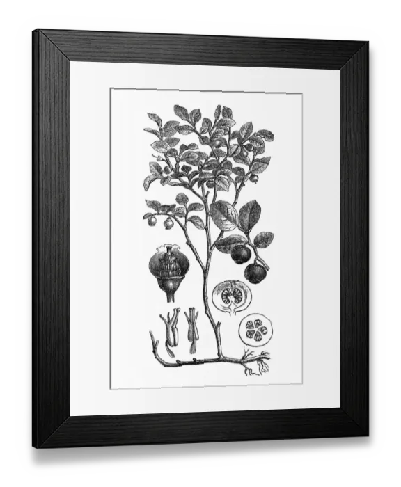 Framed Print : European blueberry (Vaccinium Myrtillus) Framed Print : European blueberry (Vaccinium Myrtillus)