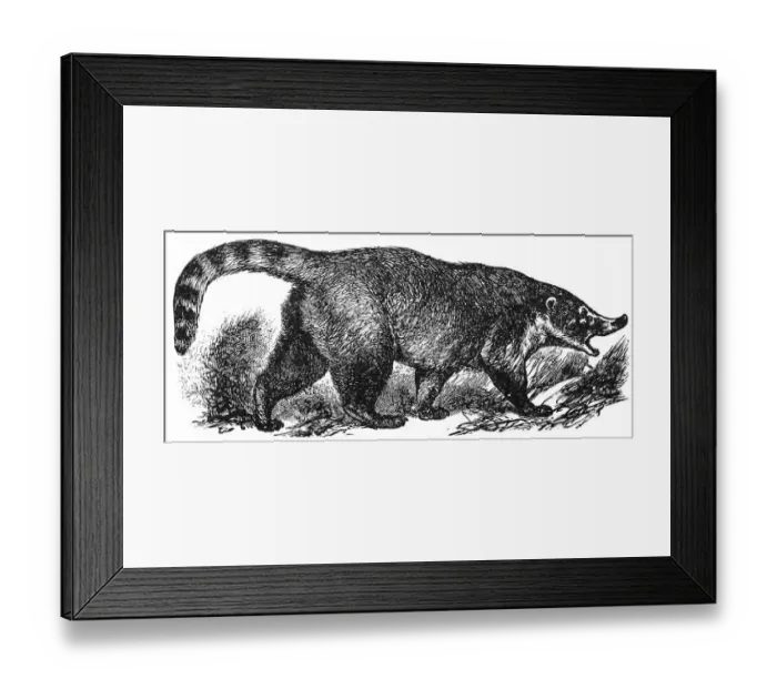 Framed Print : Coati (Nasua socialis) Framed Print : Coati (Nasua socialis)
