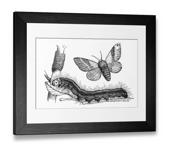 Framed Print : The lackey moth (Malacosoma neustria) Framed Print : The lackey moth (Malacosoma neustria)