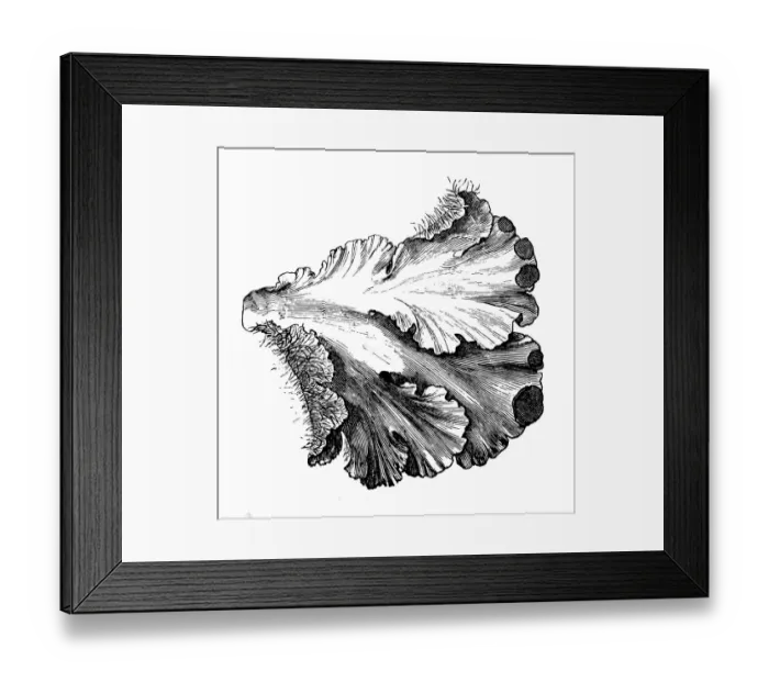 Framed Print : Lichen (Peltigera canina) Framed Print : Lichen (Peltigera canina)
