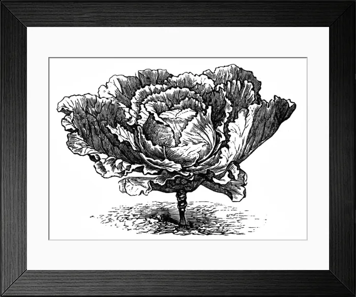 Framed Print : Large Dutch cabbage Framed Print : Large Dutch cabbage