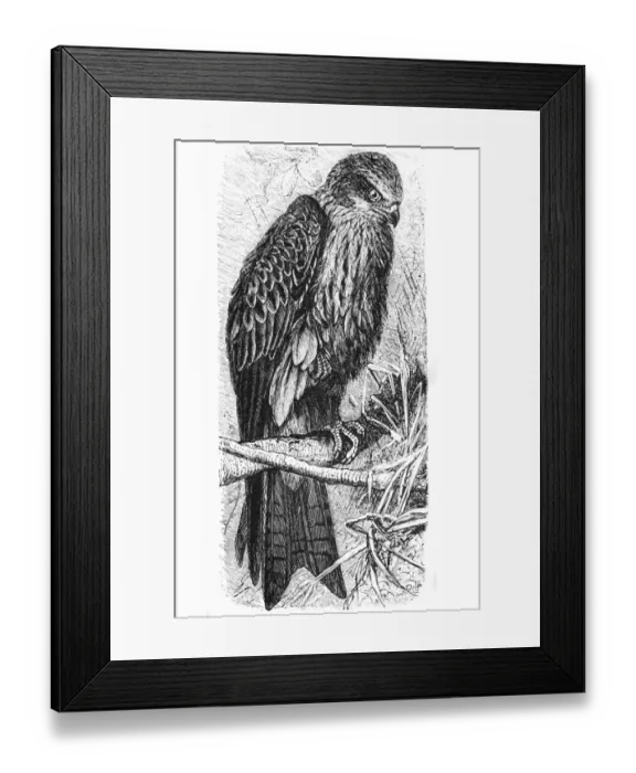Framed Print : Red kite (Milvus milvus) Framed Print : Red kite (Milvus milvus)