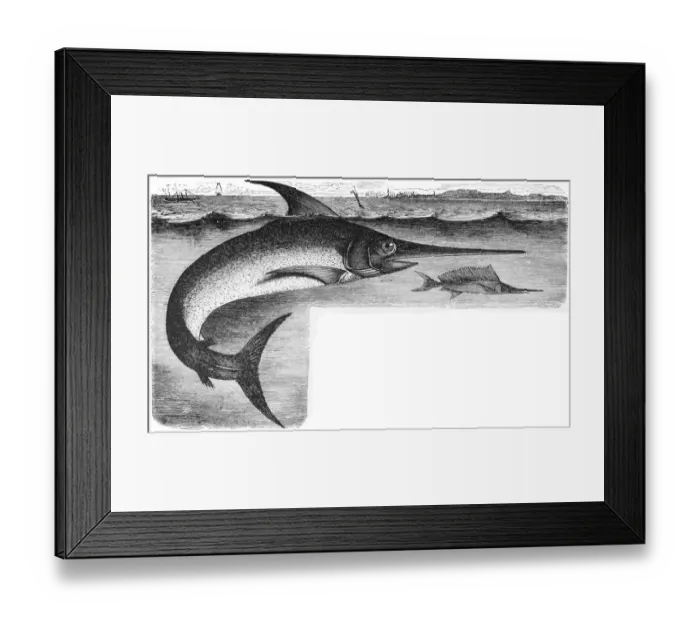 Framed Print : Swordfish (Xiphias gladius) Framed Print : Swordfish (Xiphias gladius)