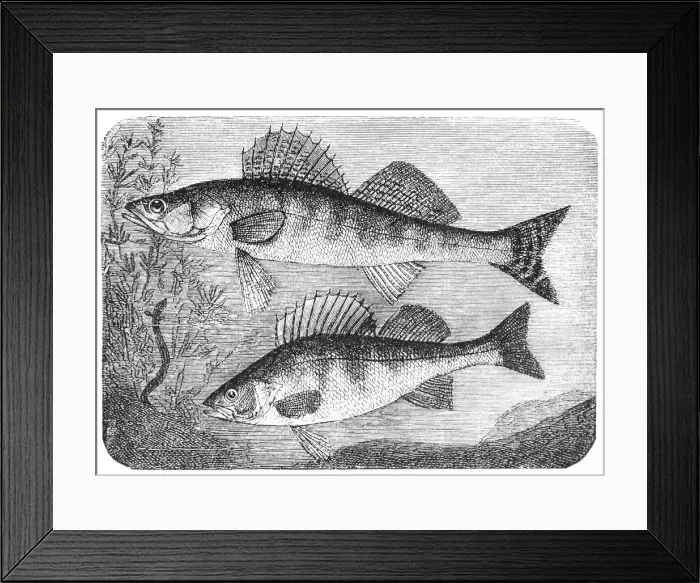 Framed Print : Zander and European perch Framed Print : Zander and European perch
