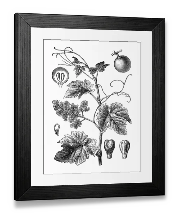 Framed Print : Vitis vinifera (common grape vine) Framed Print : Vitis vinifera (common grape vine)