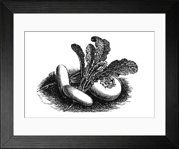 Framed Print : White, flat round Turnip Framed Print : White, flat round Turnip