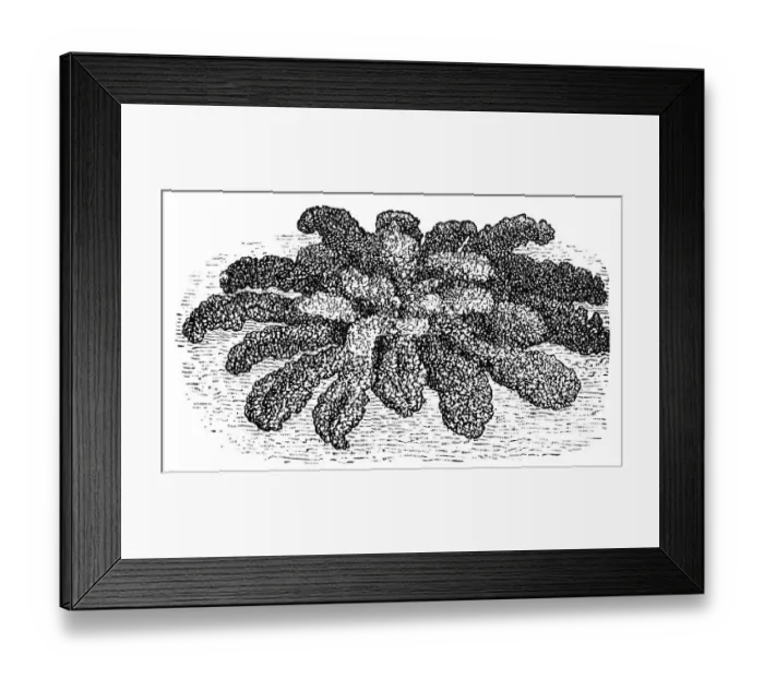 Framed Print : Kale. Antique illustration of a kale