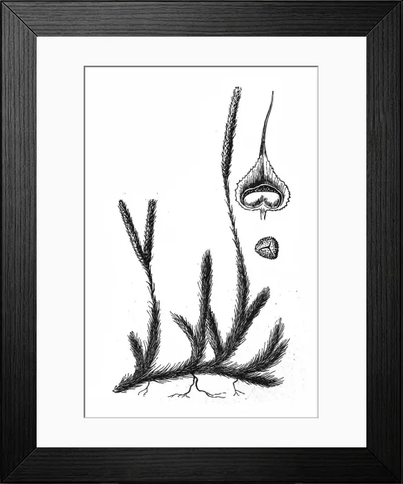 Framed Print : Lycopodium Framed Print : Lycopodium