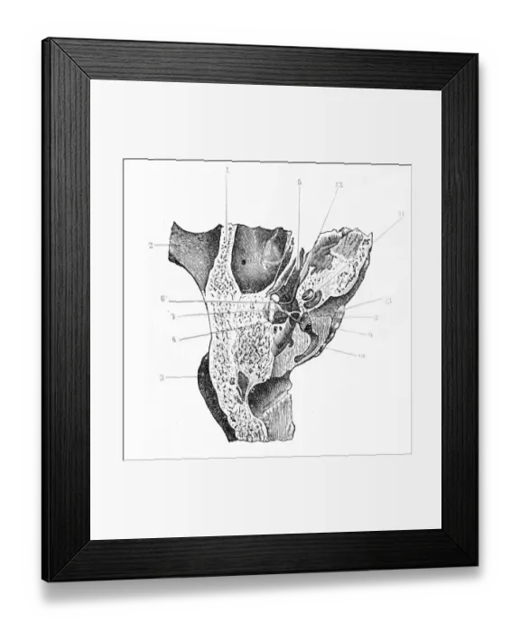 Framed Print : Cross-section of hearing apparatus Framed Print : Cross-section of hearing apparatus