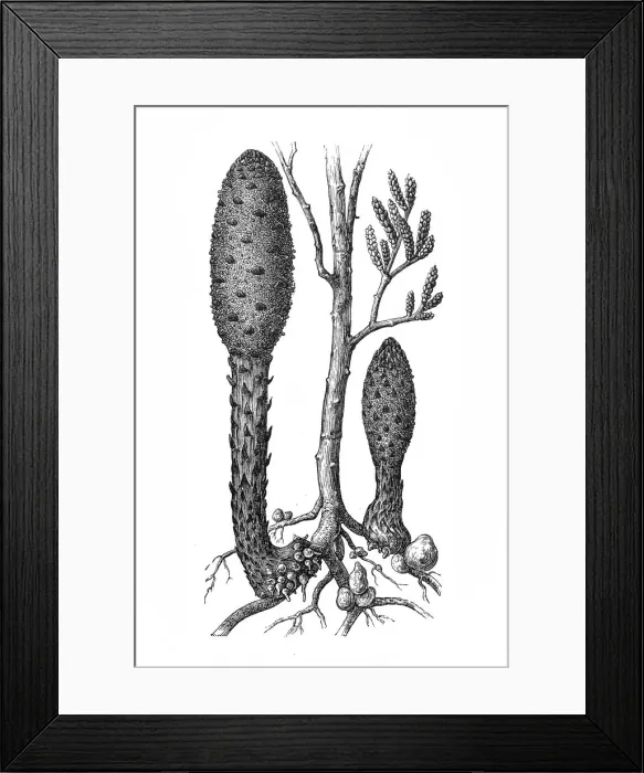 Framed Print : Cynomorium Framed Print : Cynomorium