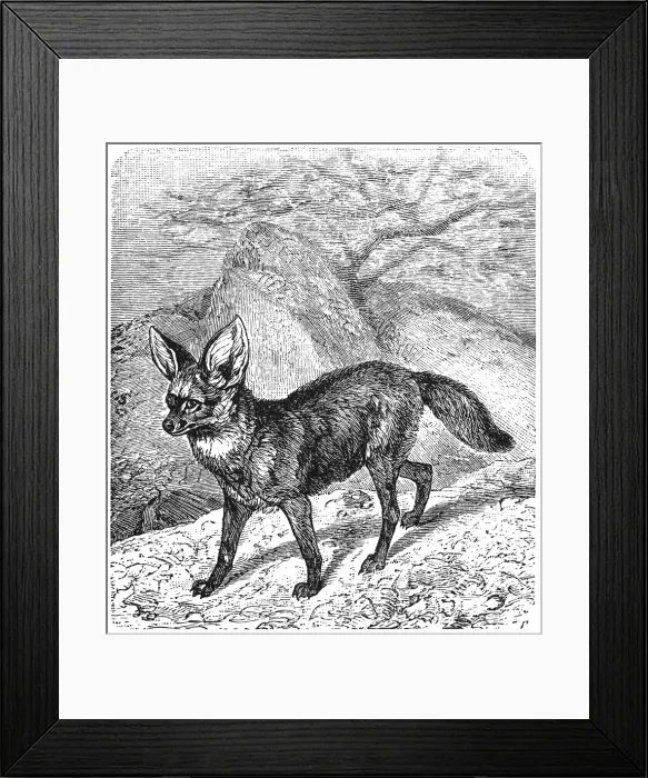 Framed Print : The bat-eared fox (Otocyon megalotis) Framed Print : The bat-eared fox (Otocyon megalotis)