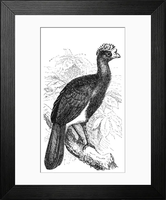 Framed Print : The black curassow (Crax alector) Framed Print : The black curassow (Crax alector)