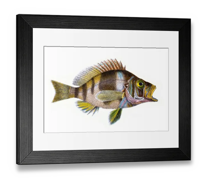 Framed Print : Plectropoma Puella (Beautiful Plectropoma) Framed Print : Plectropoma Puella (Beautiful Plectropoma)
