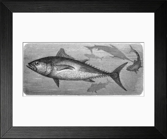 Framed Print : Atlantic bluefin tuna (Thunnus thynnus) Framed Print : Atlantic bluefin tuna (Thunnus thynnus)