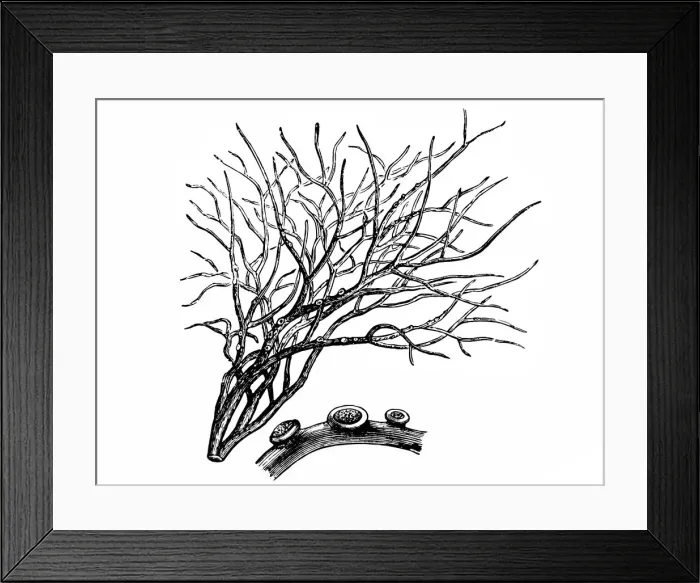 Framed Print : Roccella tinctoria Framed Print : Roccella tinctoria