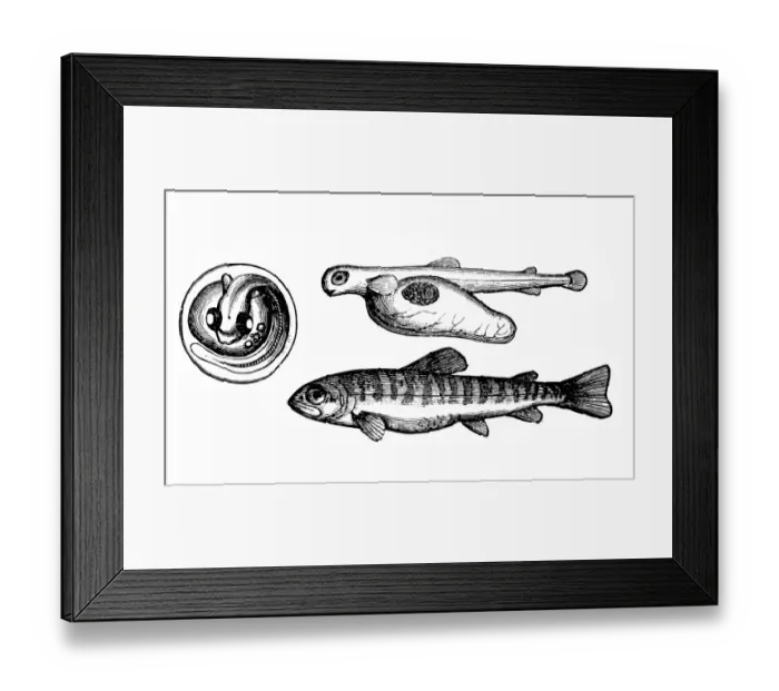 Framed Print : Trout development Framed Print : Trout development
