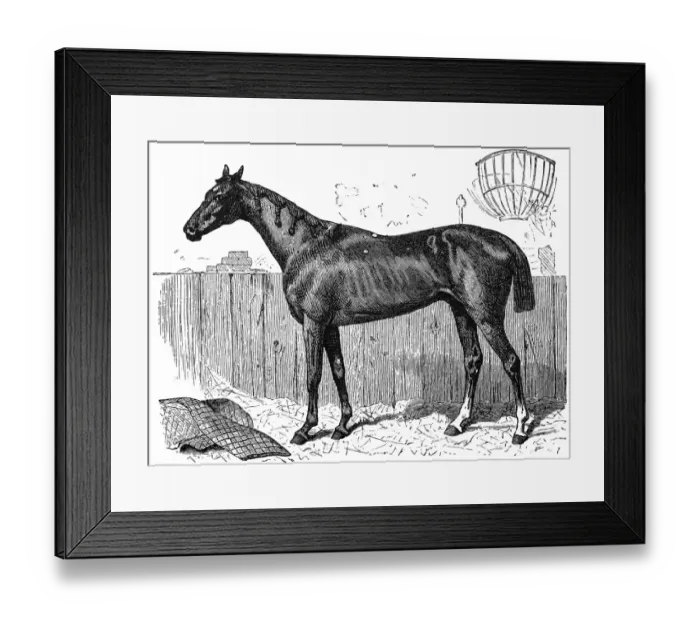 Framed Print : English breed horse