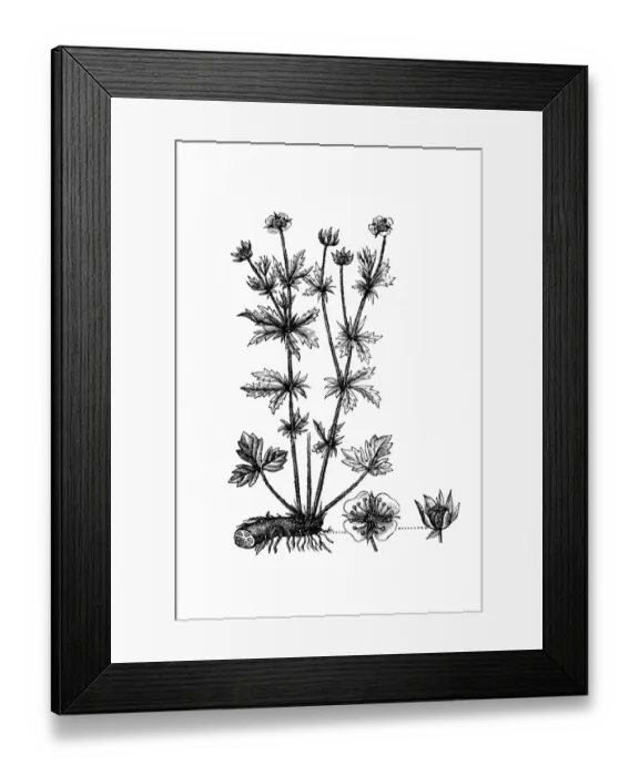 Framed Print : Potentilla erecta (tormentil, septfoil) Framed Print : Potentilla erecta (tormentil, septfoil)