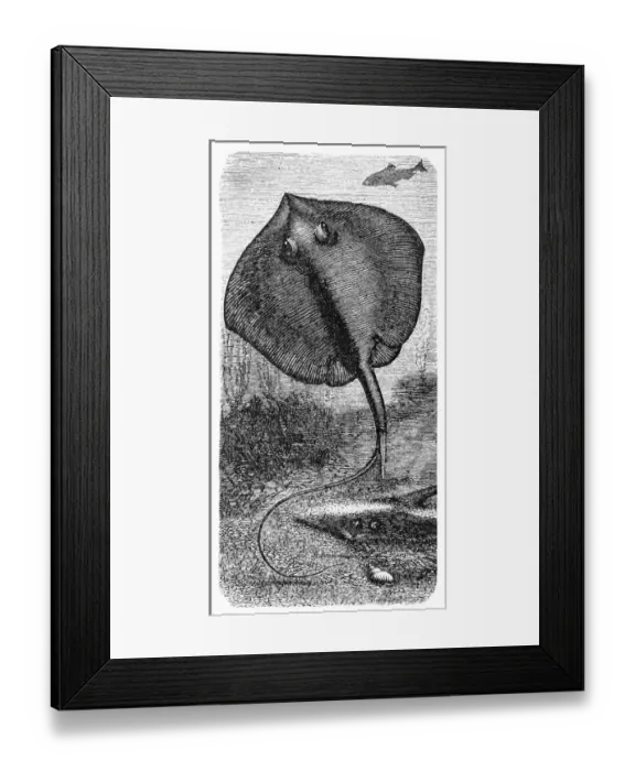 Framed Print : Common skate (Raja batis) Framed Print : Common skate (Raja batis)