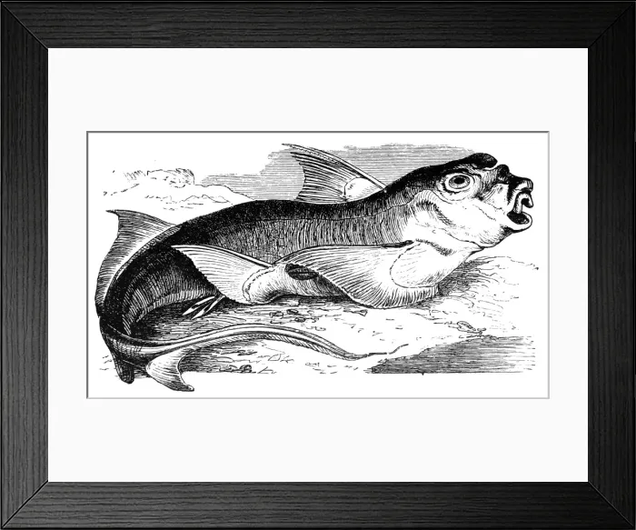 Framed Print : Rabbit fish (Chimaera monstrosa) Framed Print : Rabbit fish (Chimaera monstrosa)