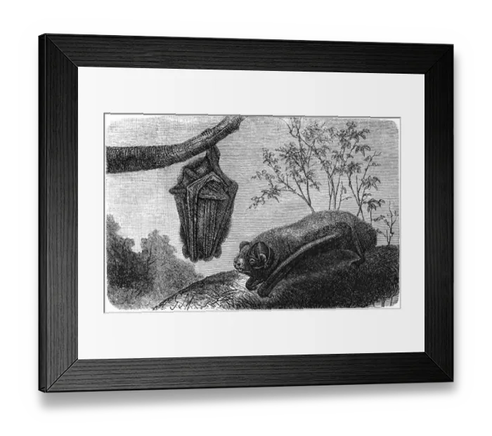 Framed Print : Bat - Chauve Souris - Vesperugo Noctula Framed Print : Bat - Chauve Souris - Vesperugo Noctula