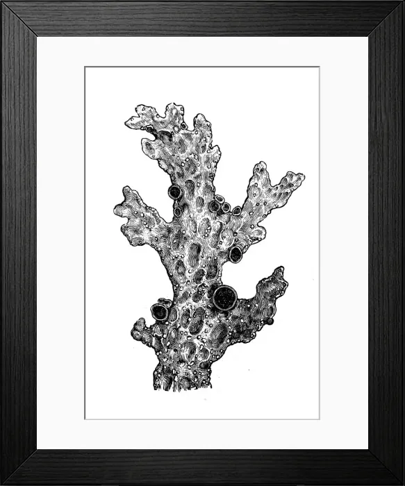 Framed Print : Lung lichen (Sticta pulmonacea) Framed Print : Lung lichen (Sticta pulmonacea)