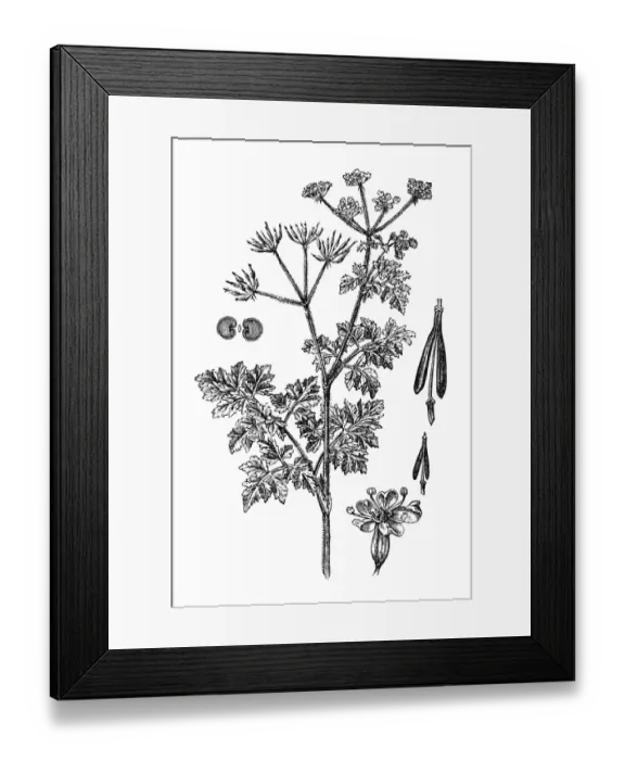 Framed Print : Chervil (Anthriscus cerefolium) Framed Print : Chervil (Anthriscus cerefolium)