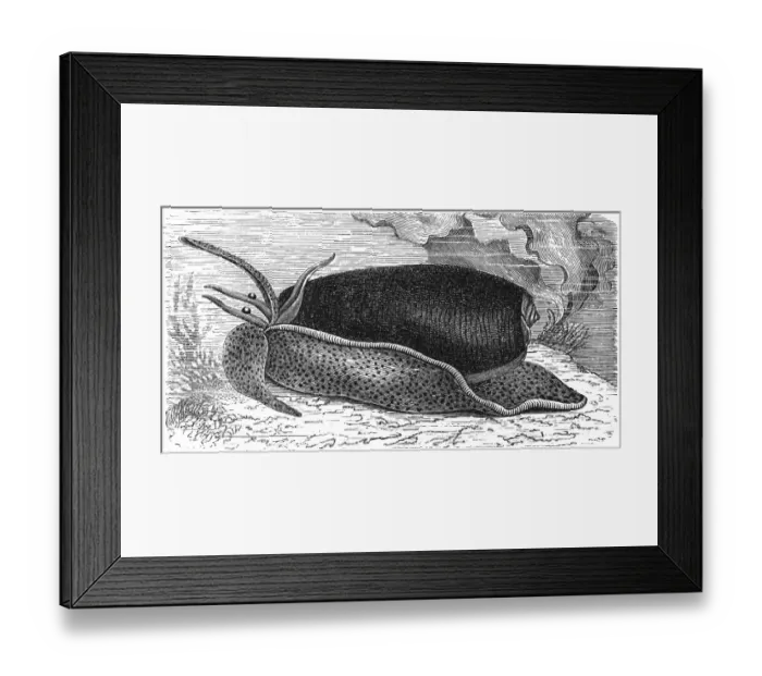 Framed Print : Oliva (gastropod) Framed Print : Oliva (gastropod)