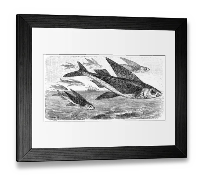 Framed Print : Exocoetus flying fish Framed Print : Exocoetus flying fish