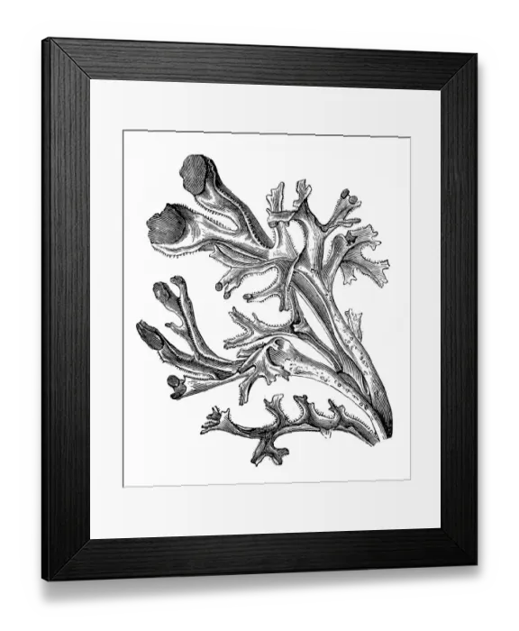 Framed Print : Iceland moss (Cetraria islandica) Framed Print : Iceland moss (Cetraria islandica)