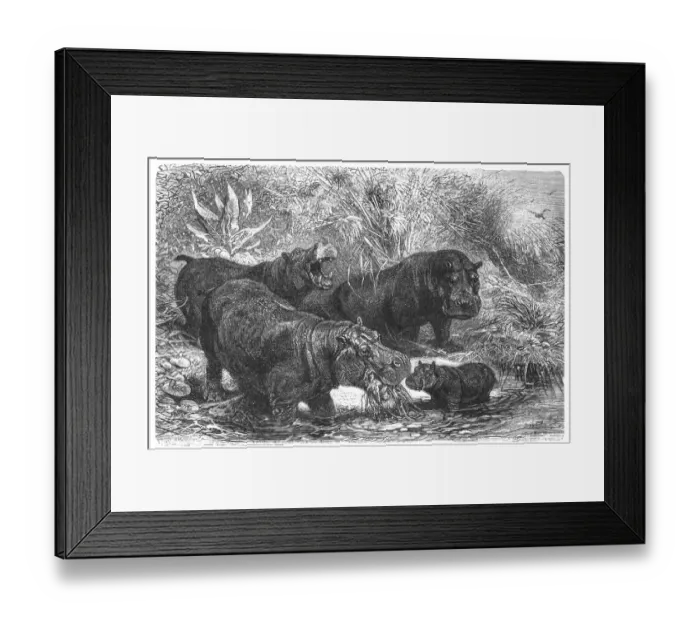 Framed Print : Hippopotamus Framed Print : Hippopotamus