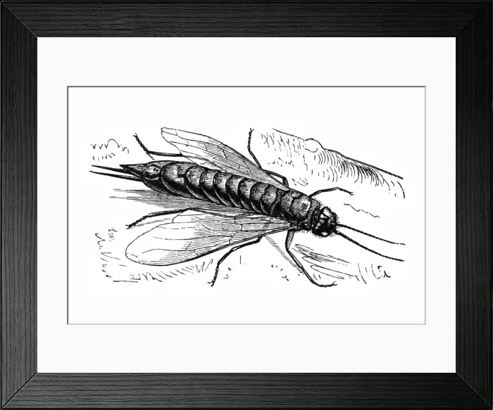Framed Print : Wood wasp (Sirex juvencus)