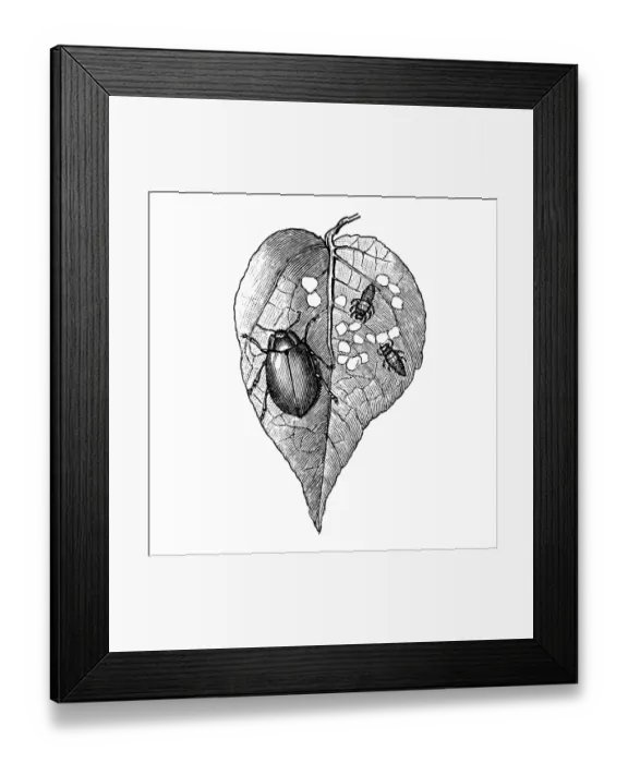 Framed Print : Lina Populi Framed Print : Lina Populi