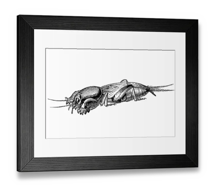 Framed Print : European Mole Cricket (Gryllotalpa Gryllotalpa) Framed Print : European Mole Cricket (Gryllotalpa Gryllotalpa)