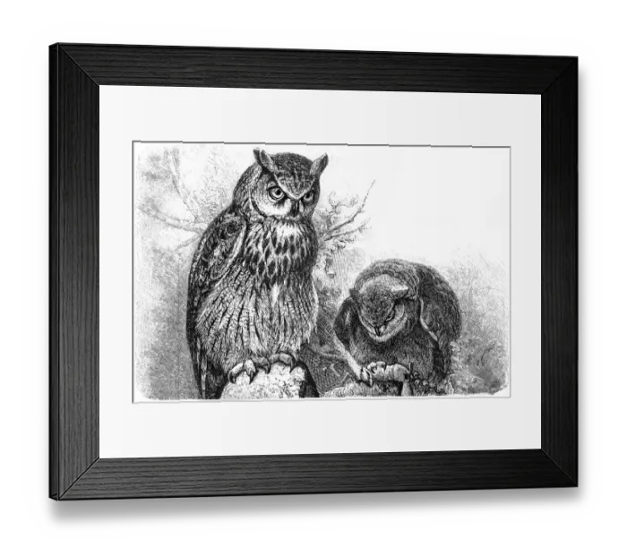 Framed Print : Eurasian eagle-owl (Bubo bubo) Framed Print : Eurasian eagle-owl (Bubo bubo)