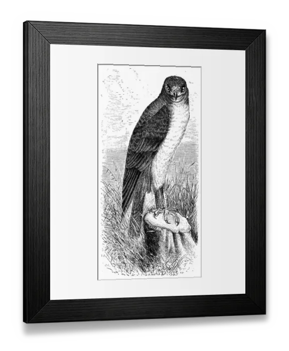 Framed Print : Hen harrier (Circus cyaneus) Framed Print : Hen harrier (Circus cyaneus)