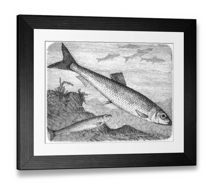 Framed Print : Clupea sprattus and Atlantic herring Framed Print : Clupea sprattus and Atlantic herring