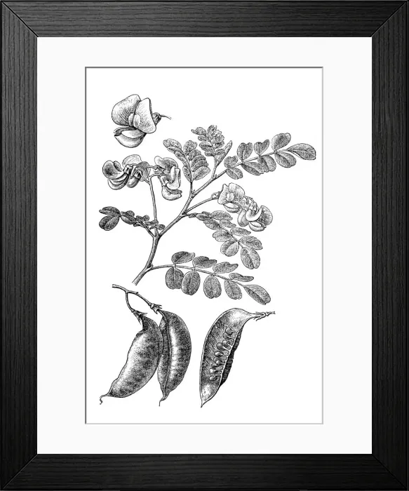 Framed Print : Bladder-senna (Colutea arborescens) Framed Print : Bladder-senna (Colutea arborescens)