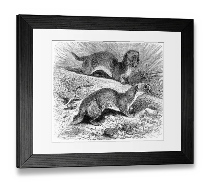 Framed Print : Least Weasel (Mustela Nivalis) Framed Print : Least Weasel (Mustela Nivalis)